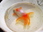 Japanese Goldfish Art